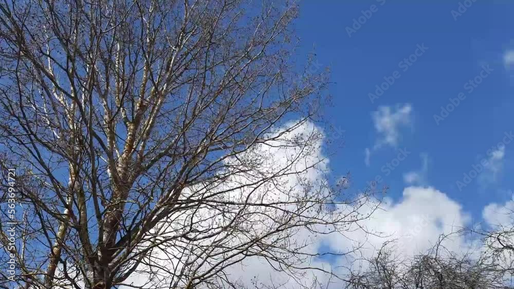 Clouds on the background of a large tree in spring. Timelapse. Clouds on the background of a large tree in spring. Timelapse.
