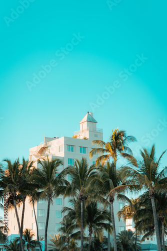 trees on the beach ocean drive Miami 