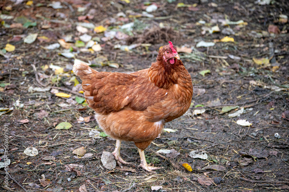 Fototapeta premium a beautiful brown hen walks around the farm in the village.
