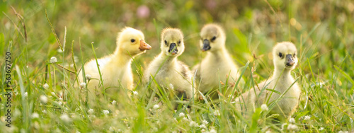 Fotografi gosling goose or duck family in spring, small baby bird animal in wild nature, g