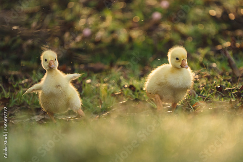 gosling goose or duck family in spring, small baby bird animal in wild nature, group of young cute yellow fluffy feather water bird using beak on green grass, mother using wing for a chick photo