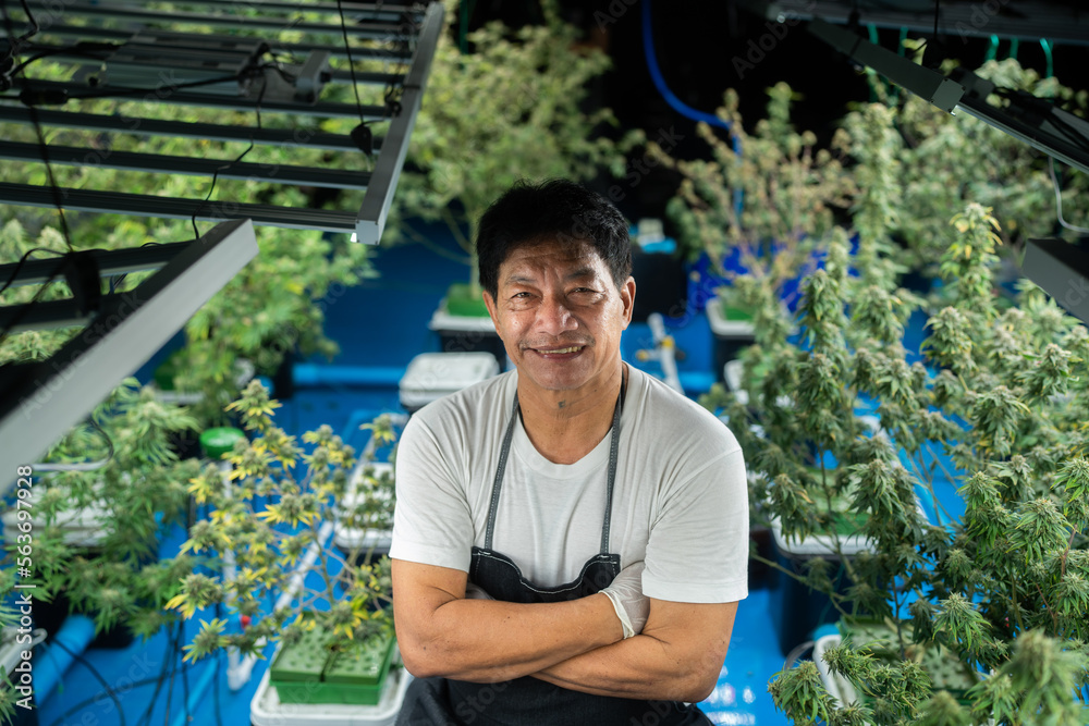 scientist checking hemp plants in a weed greenhouse. Concept of herbal alternative medicine, cbd oil, pharmaceptical industry scientist checking hemp plants in a weed greenhouse. Concept of herbal alternative medicine, cbd oil, pharmaceptical industry