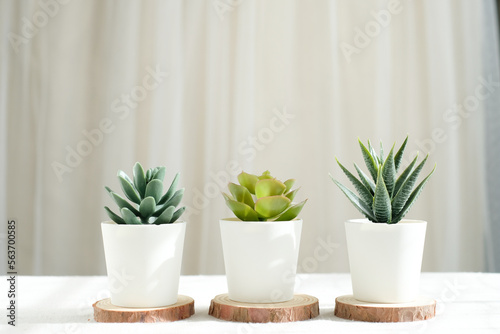 decorative plant pot and cactus for background.