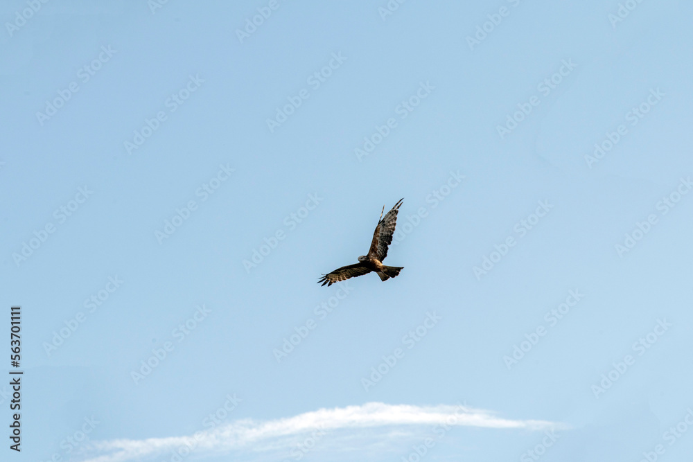 Black Kite (Milvus migrans) Black Kite (Milvus migrans)