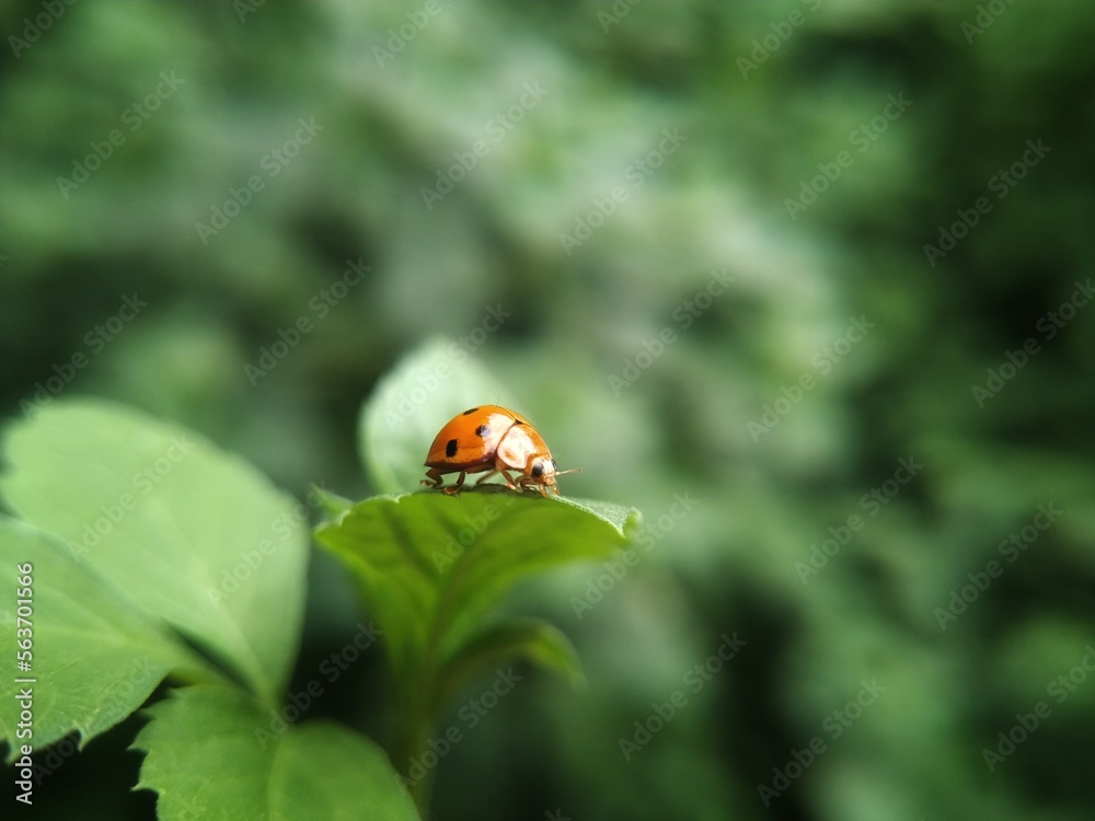 Obraz premium A ladybug on the leaf