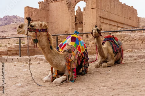 Fototapeta samoprzylepna Wielbłądy wycieczki zabytki Jordania