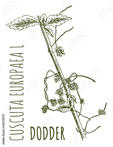 D
rawings of DODDER. Hand drawn illustration. Latin name CUSCUTA EUROPAEA L.
 photo