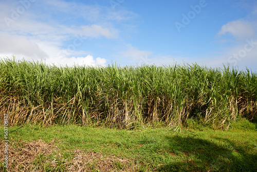 Sugar cane plantation for rum production  Martinique island.