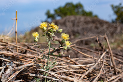 Cornflower oriental in the wild photo