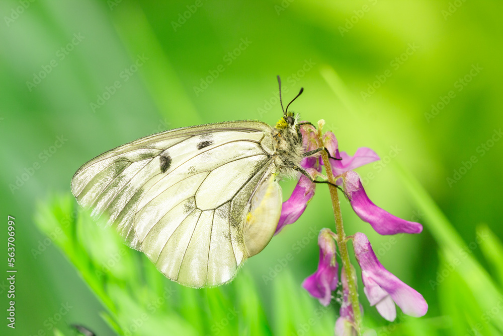 The clouded Apollo Parnassius mnemosyne is a butterfly species of the family of swallowtail butterflies (Papilionidae). Lateral view of white swallowtail butterfly on a purple flower. The clouded Apollo Parnassius mnemosyne is a butterfly species of the family of swallowtail butterflies (Papilionidae). Lateral view of white swallowtail butterfly on a purple flower.