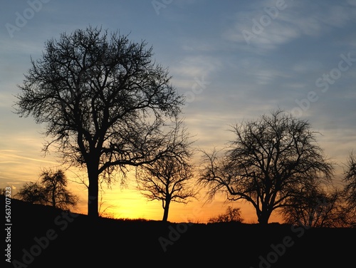 tree at sunset