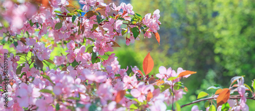 Spring background - pink flowers of apple tree against the backdrop of green foliage. Horizontal banner with space for text photo