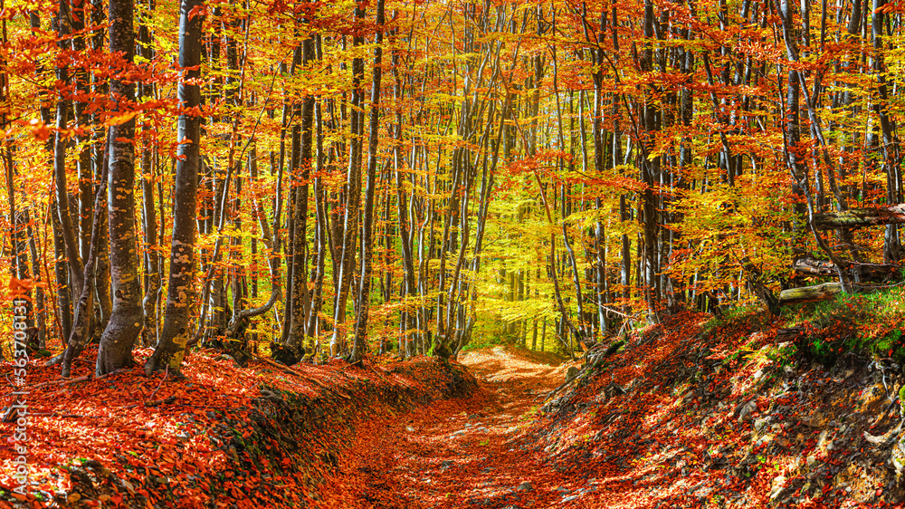 Autumn landscape - view of a forest road in the autumnal mountain beech forest, Carpathians, Ukraine