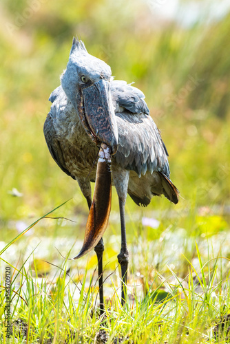 Canvastavla A Shoebill Stork devours a lungfish in the Mabamba swamp.