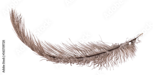 brown dark fluffy ostrich feather curl