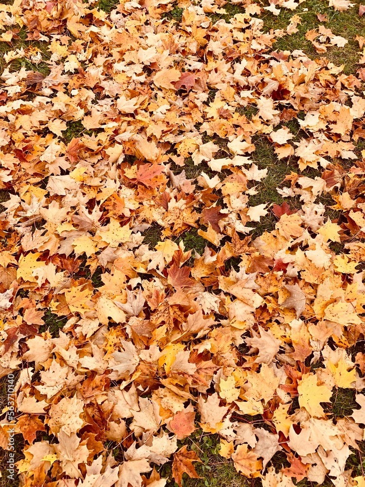 autumn leaves background autumn leaves background
