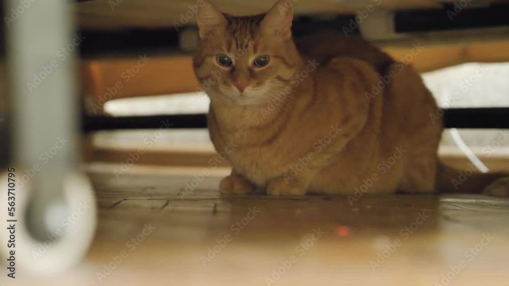 Scared ginger cat is hiding under couch. Frightened pet stares