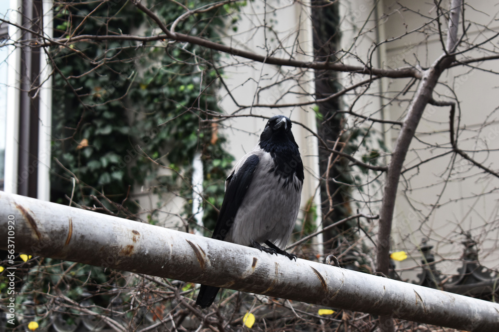 Obraz premium Portrait of crow perched on a branch