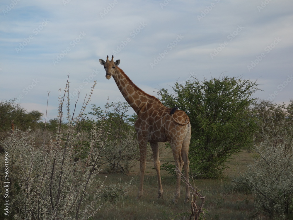 Obraz premium Giraffe Namibia