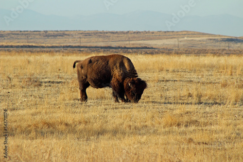 Grazing Bison in Colorado