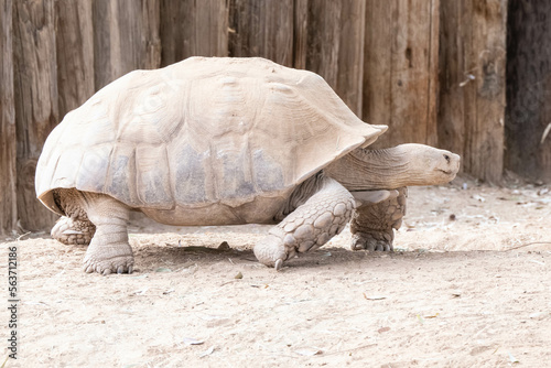 Fotografie giant tortoise walks across the enclosure on a sunny day