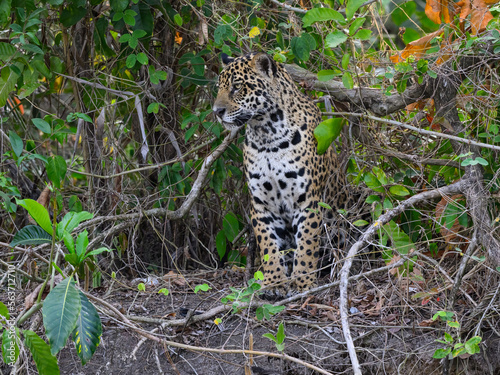 Wild Jaguar standing  portrait in Pantanal  Brazil