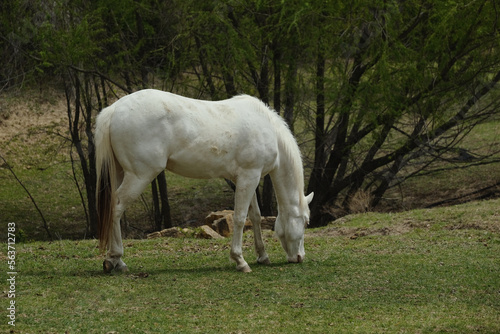 Young white paint horse grazing in Texas spring pasture of landscape on farm.