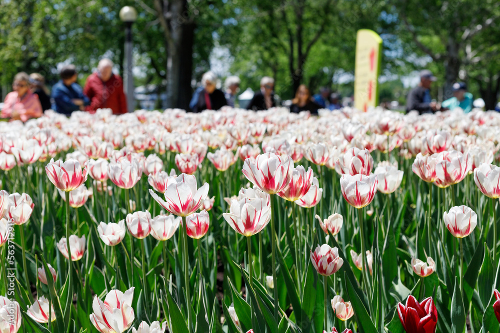 Tulip festival in Ottawa, Canada. Spring flowers in park with walking people