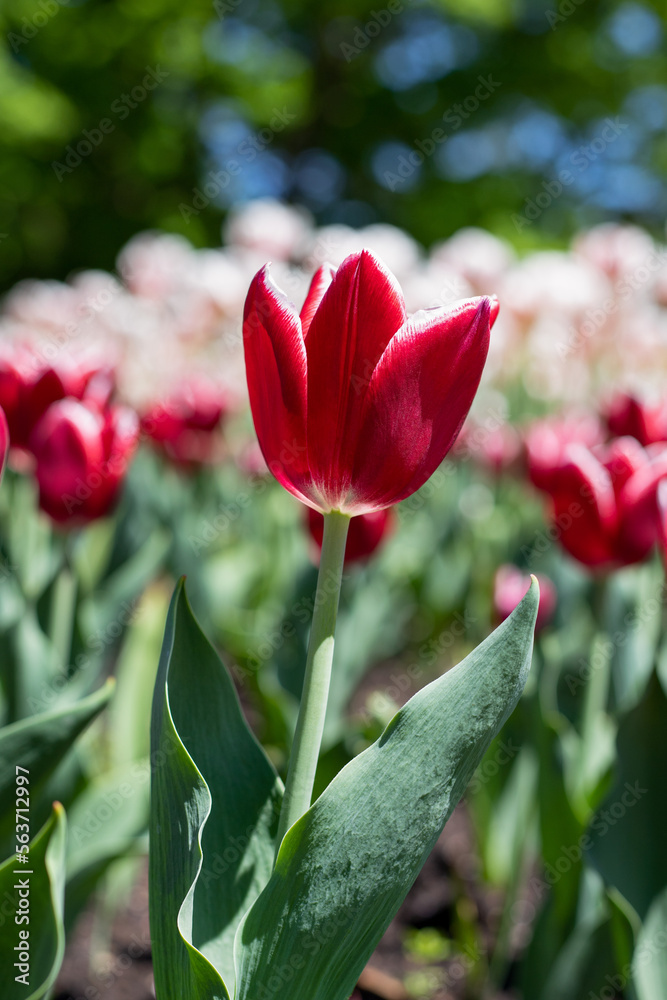 Tulips in park in spring. Flowers in garden in springtime. Tulips in park in spring. Flowers in garden in springtime.