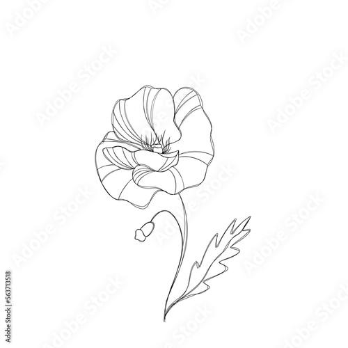 Line art illustration flower poppy sketch botany tattoo