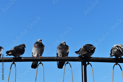 Black pigeons perched on metal fence in front of sky background