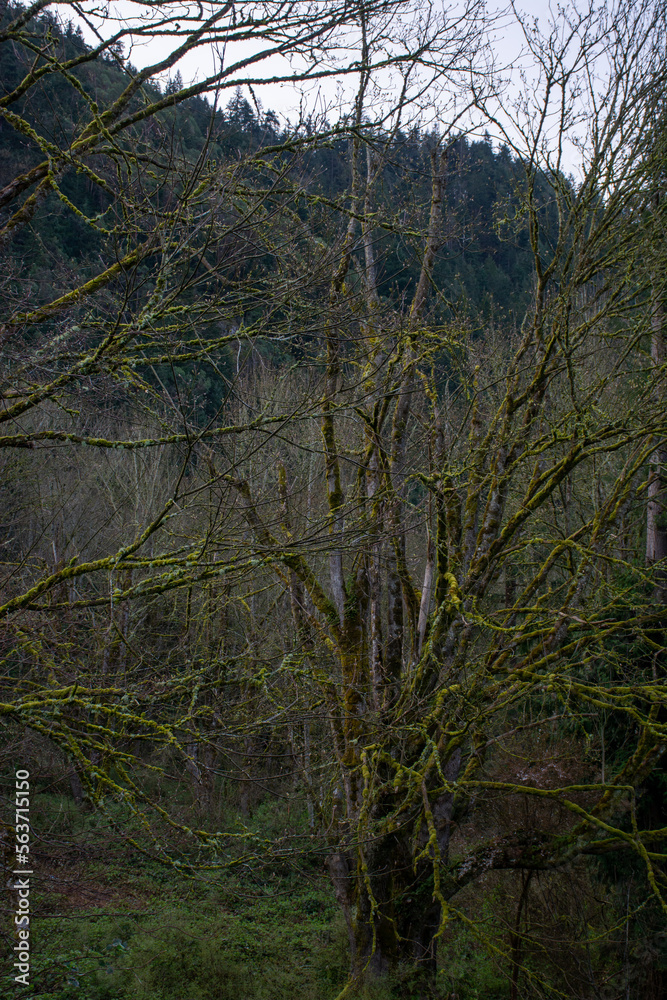 Fototapeta premium A Tree with Many Branches