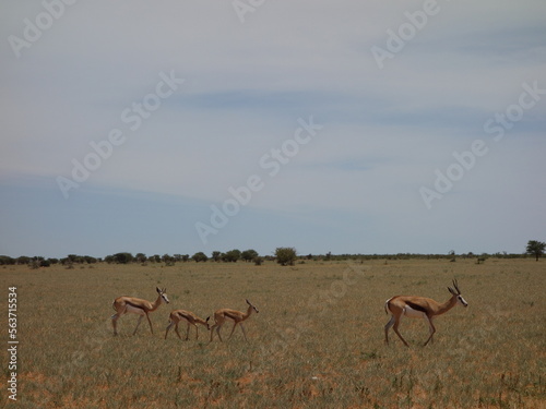 Gazelle Namibia