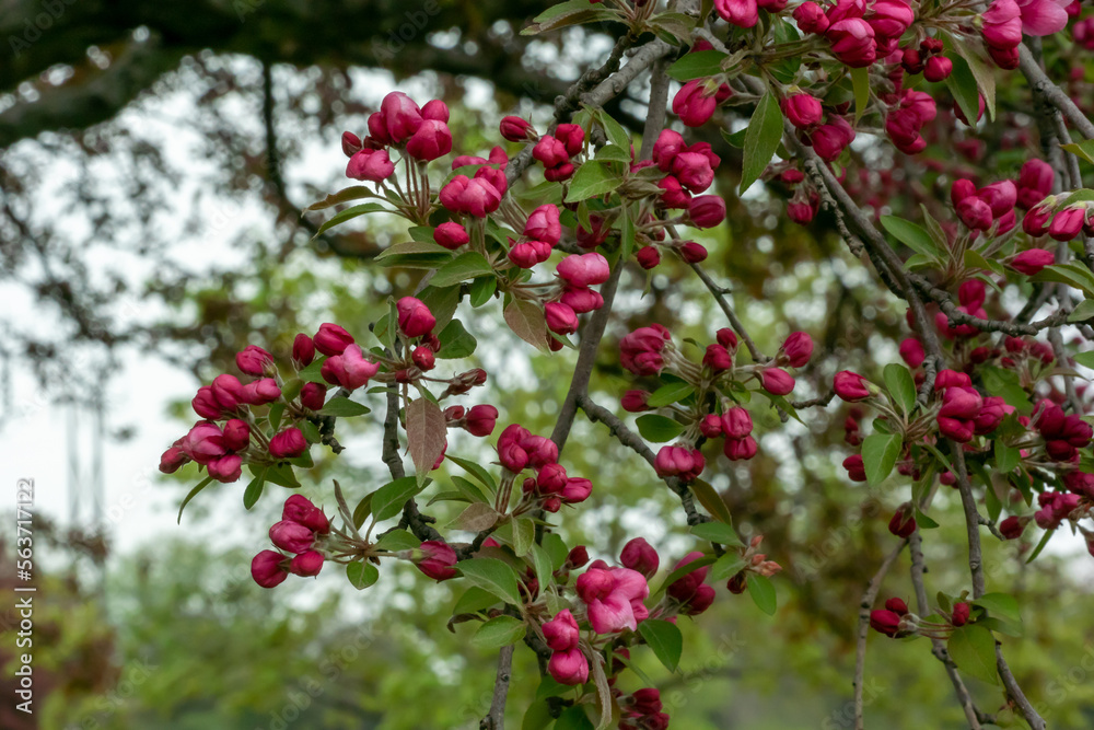 Red Crabapple Blossoms On The Tree In Spring