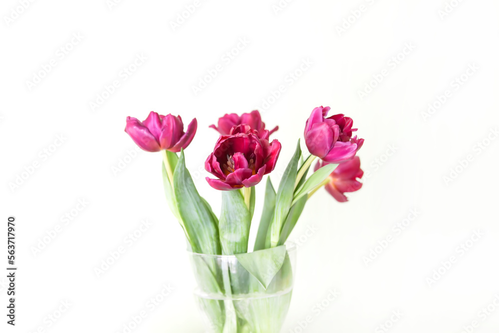 Bouquet of tulip flowers in transparent vase. Beautiful spring plants in flowering season. Minimalistic floral design. Bouquet of tulip flowers in transparent vase. Beautiful spring plants in flowering season. Minimalistic floral design.