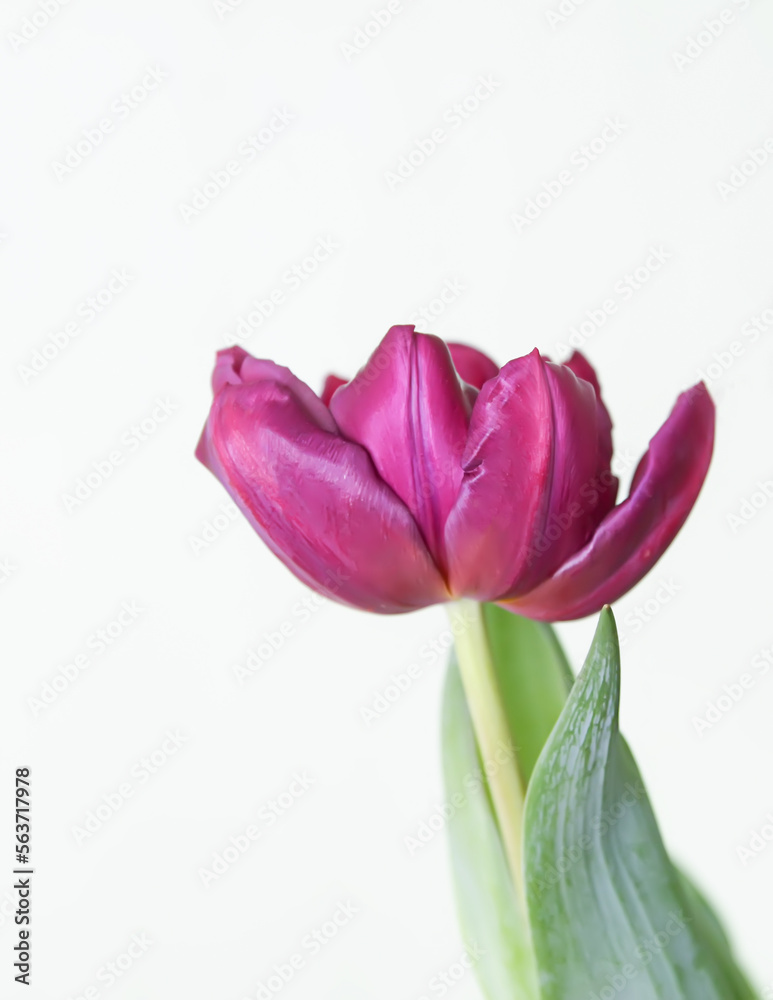 Tulip flower. Beautiful spring plant in flowering season.