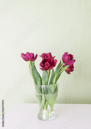 Fototapeta Naklejka Na Ścianę i Meble -  Bouquet of tulip flowers in transparent vase. Beautiful spring plants in flowering season. Minimalistic floral design.