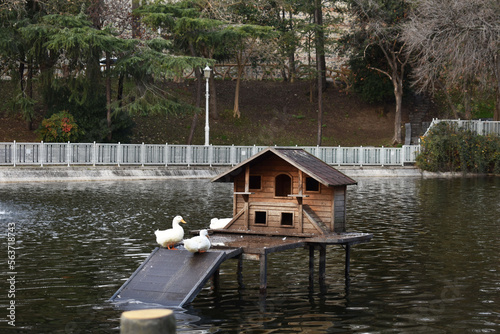 Geese returning to their nests