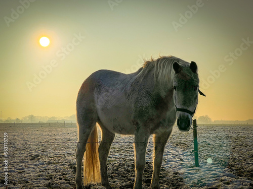 A horse along tne road