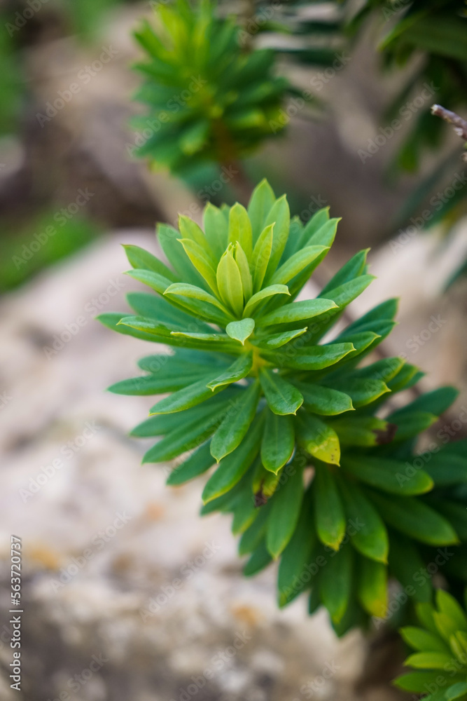 Nahaufnahme eine grünen Pflanze in der Natur Nahaufnahme eine grünen Pflanze in der Natur