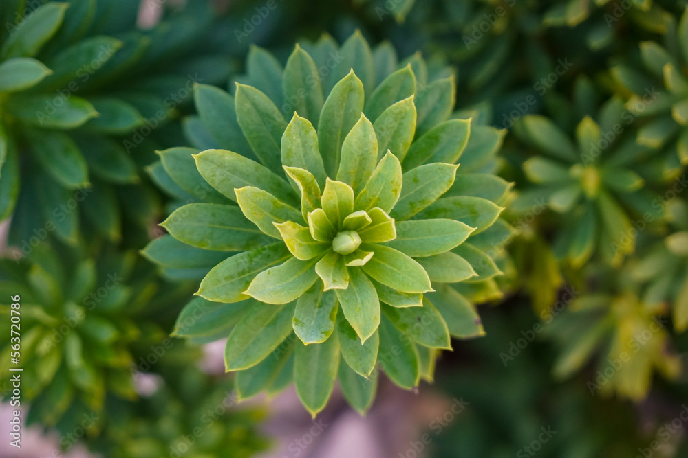 Fototapeta premium Nahaufnahme eine grünen Pflanze in der Natur