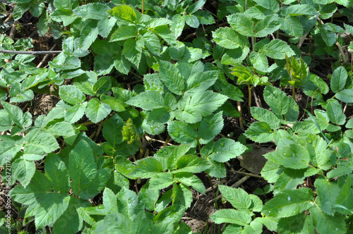 Aegopodium podagraria grows as a weed in nature