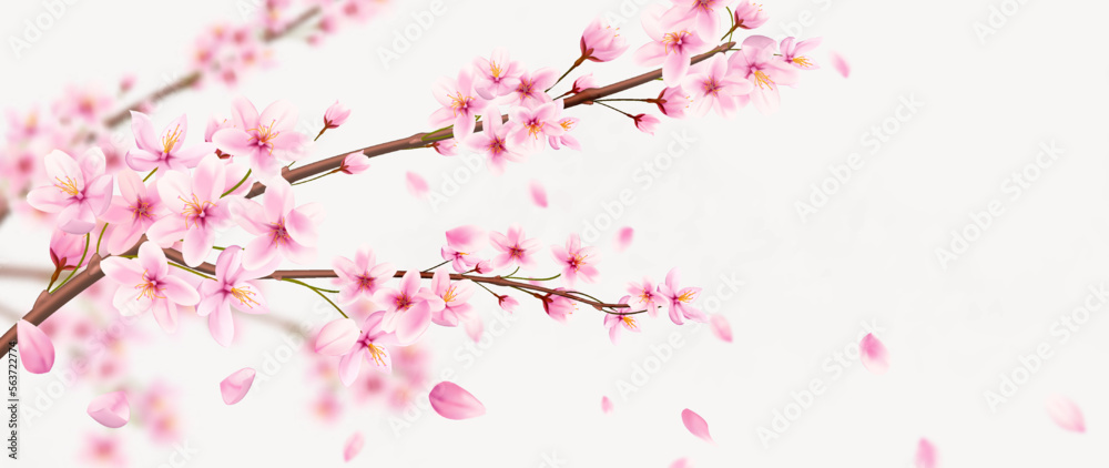 Luxury art background with pink sakura flowers hand drawn in a watercolor style. Botanical banner for decor, print, textile, wallpaper, interior design.