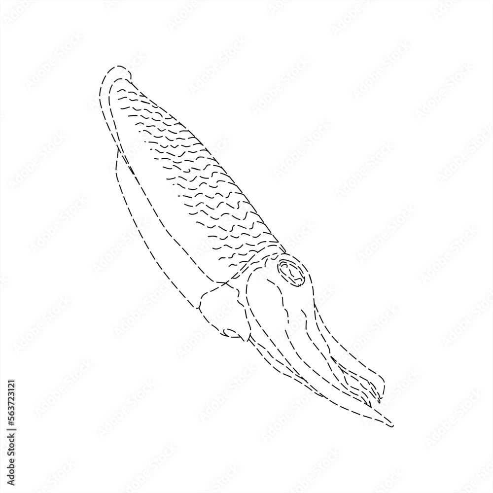 dotted line illustration of a swimming cuttlefish dotted line illustration of a swimming cuttlefish