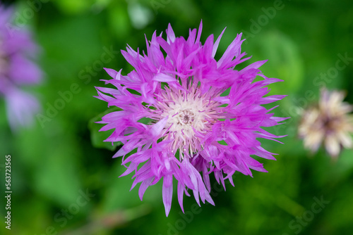 Close up of a whitewash cornflower (psephellus dealbatus) in bloom photo