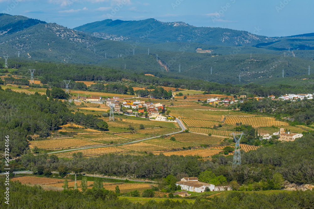 Landscape with summer vineyards