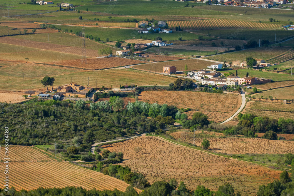 Landscape with summer vineyards near Vilafranca del Penedes, Catalonia, Spain