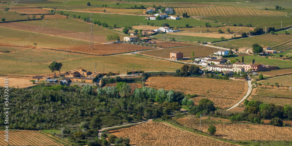 Obraz premium Landscape with summer vineyards