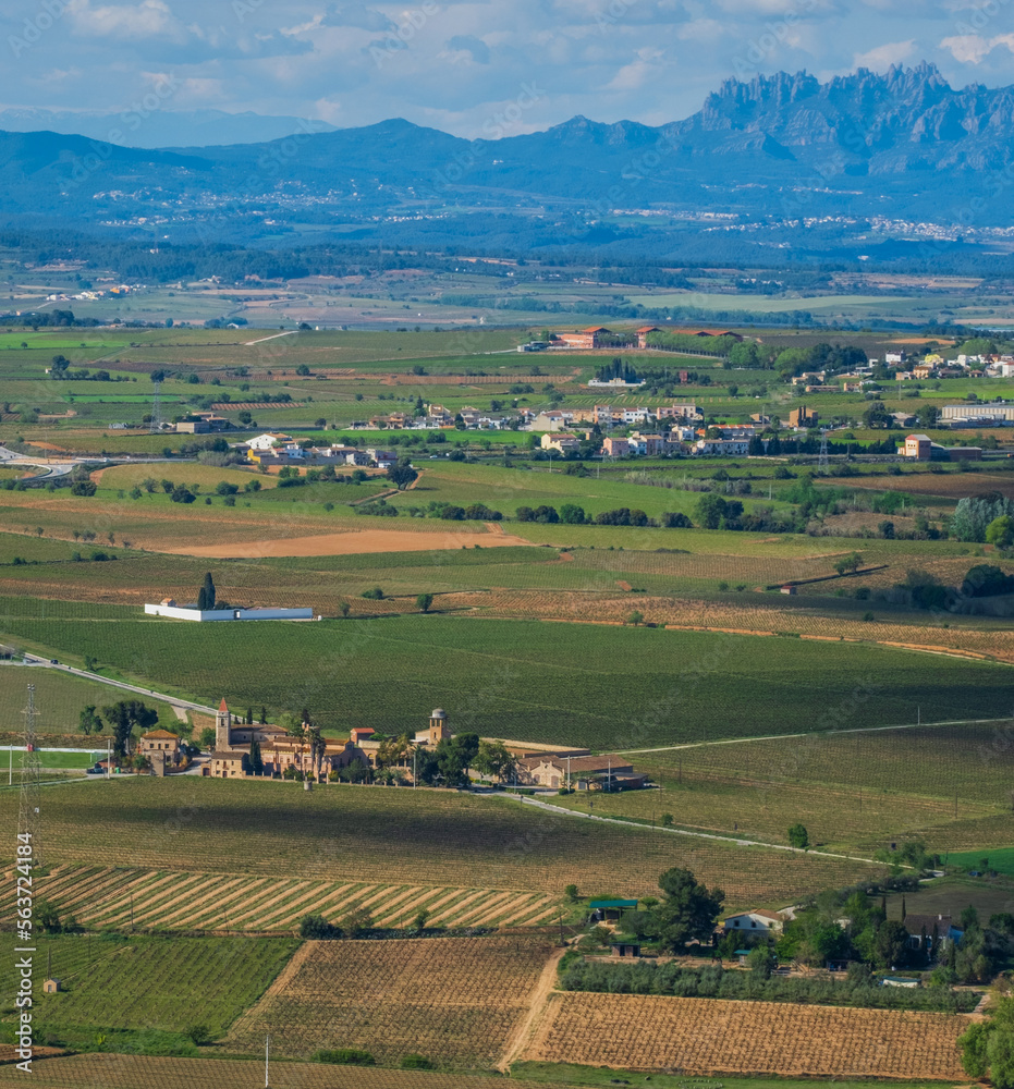 Landscape with summer vineyards and Montserrat at background near Vilafranca del Penedes, Catalonia, Spain