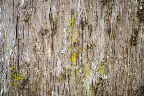 Nahaufnahme von einem Baumstamm Baumrinde photo